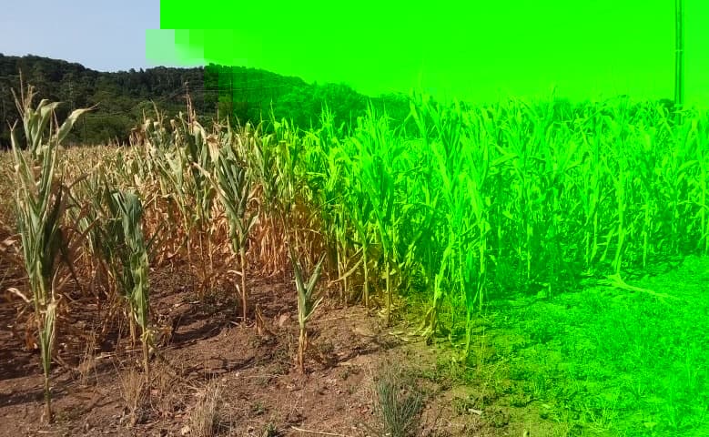 Seguro rural cobre só 10% das lavouras no RS e Fetag alerta para risco crescente na safra