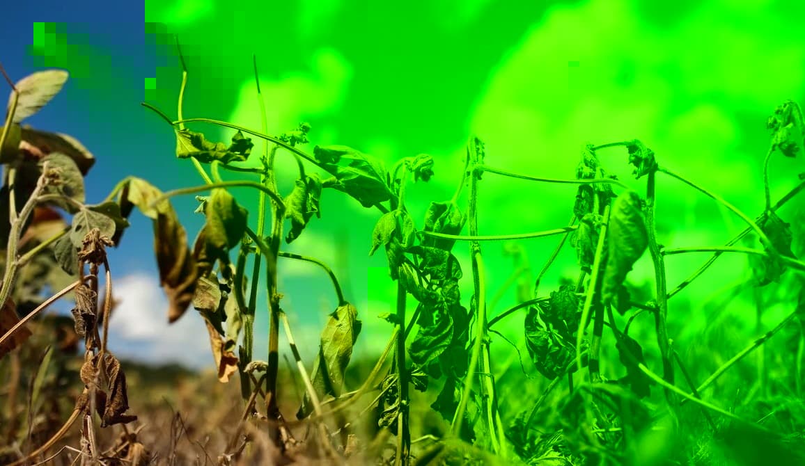 BNDES amplia programa de renegociação e inclui dívidas da safra 2024/2025